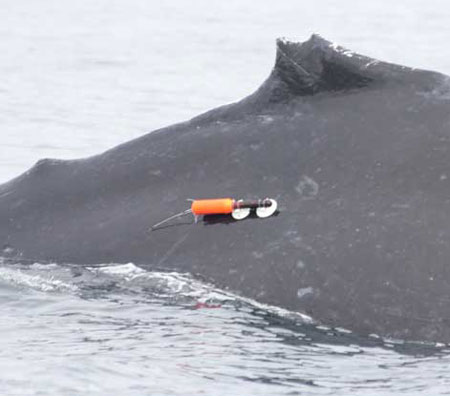 Acousonde deployed on a humpback