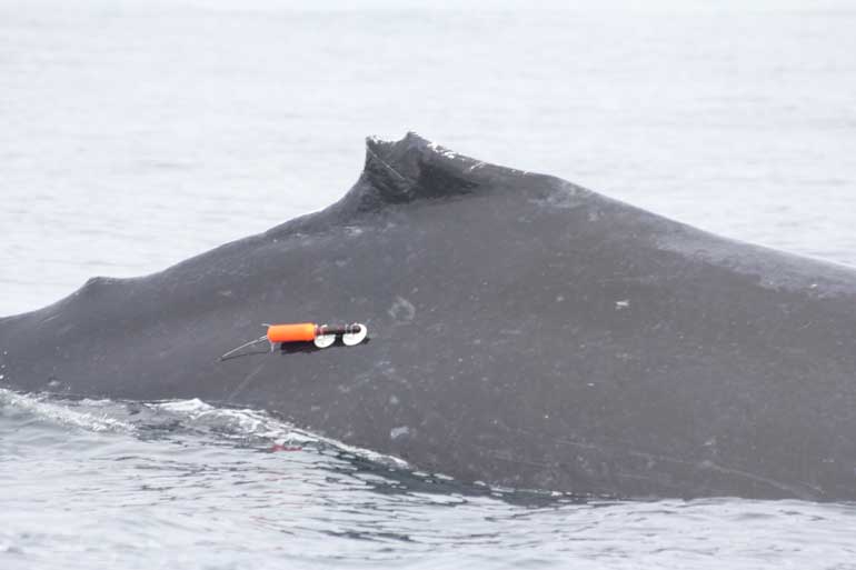 Acousonde deployed on a humpback