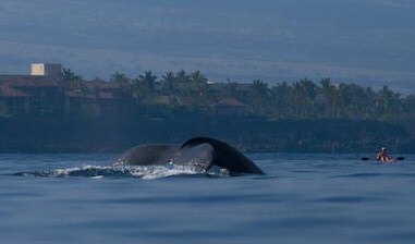 humpback whale with kayaker off the South Kohala Coast of Hawaii Island, photo courtesy Ema K (c) 2009